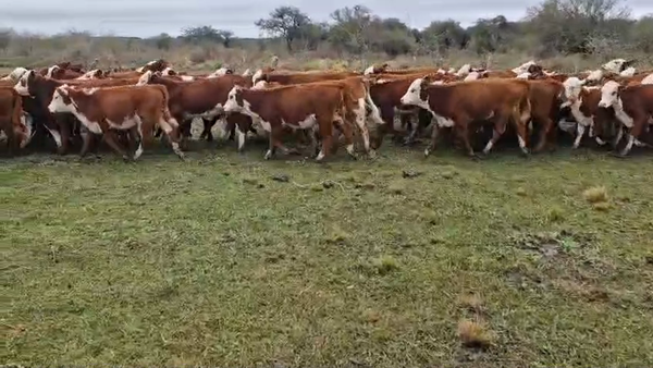 Lote 110 Terneras y vaquillas en Corrientes, Curuzú-Cuatiá