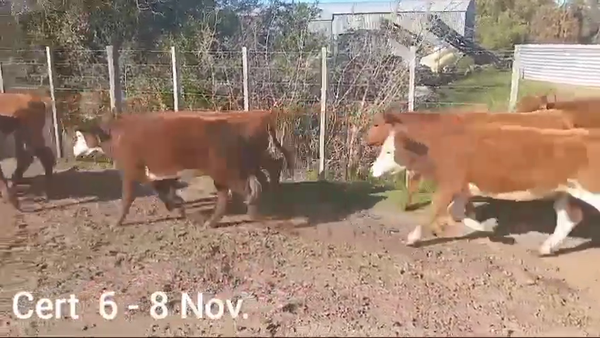 Lote NOVILLOS DE 1 A 2