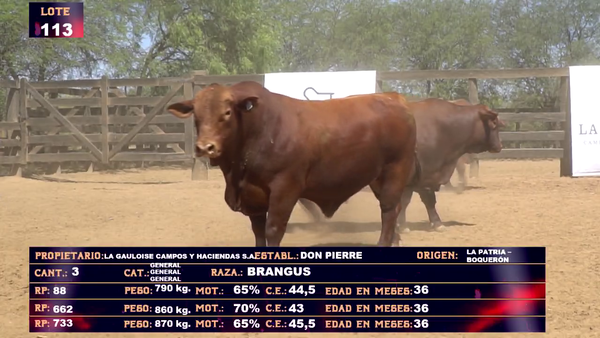 Lote LA GAULOISE  CAMPOS Y HACIENDAS- LOTE 113