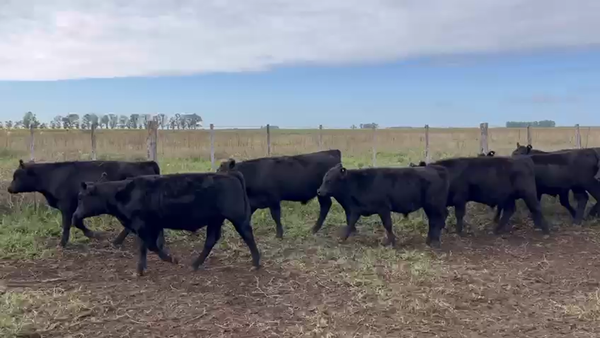 Lote 44 Terneros EN URDAMPILLETA