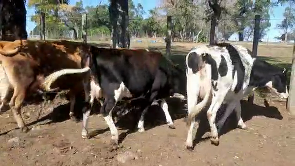 Lote 3 Vaquillonas proximas (1 kiwi - 1 holando - 1 yersey)