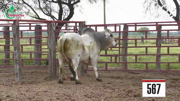 Lote Brahman
