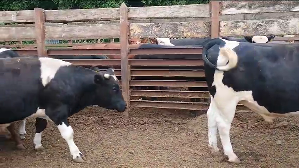 Lote 20 Novillo Gordo en Los Ángeles, VIII Región Biobío