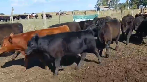 Lote 50 Terneros/as en Rauch