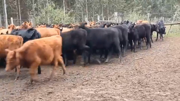Lote 69 Terneras AA 155kg -  en Bizcocho