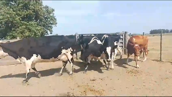 Lote (Vendido)5 Vacas de Invernada Holando en Carreton