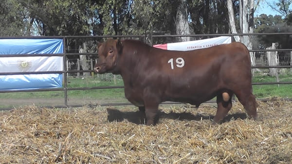 Lote ANGUS PURO CONTROLADO