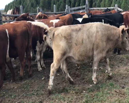 Lote 100 Novillo Engorda en Coyhaique, XI Región Aysén