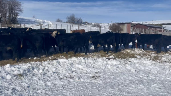 Lote 44 Ternera en Coyhaique, XI Región Aysén