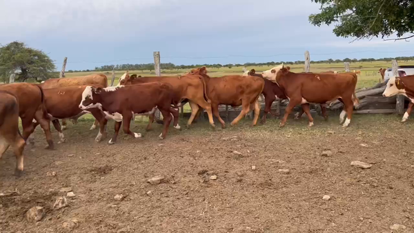 Lote 45 Terneros en Corrientes, Curuzú-Cuatiá
