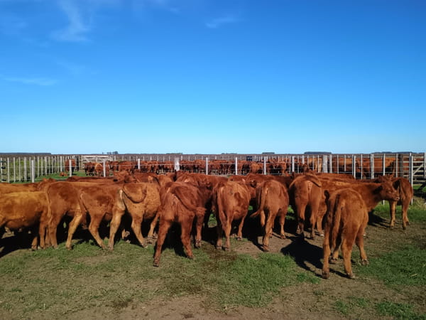Lote 70 Terneras