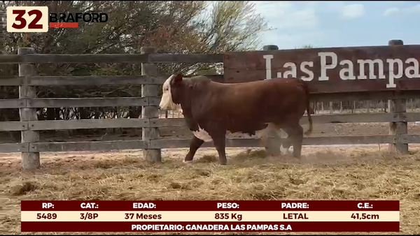 Lote LOTE 32 - TOROS DE CAMPO
