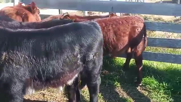 Lote 7 Terneros ANGUS Y CRUZAS 170kg - , San José