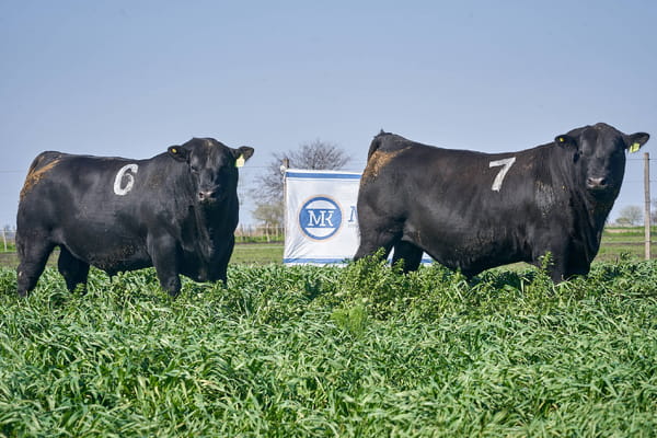 Lote "ME KEN" TOROS ANGUS P.P.