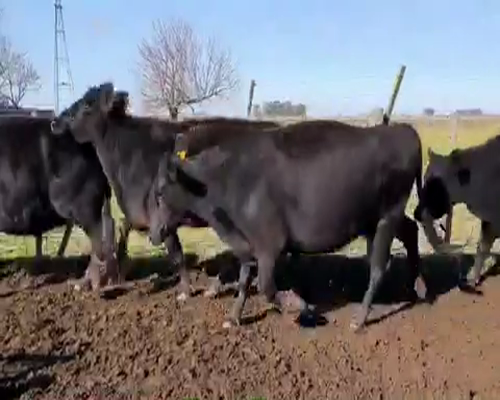 Lote 30 Vacas PREÑADAS medio uso en Tapalqué, Buenos Aires