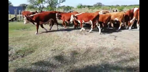 Lote 25 Terneros/as en Villaguay, Entre Ríos