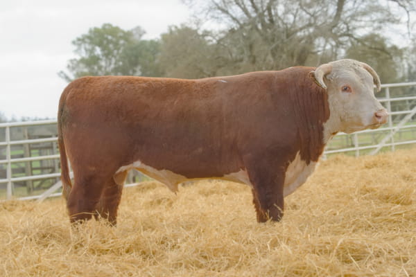 25 — Lote 16