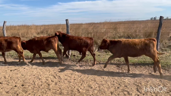 Lote 60 Terneros/as en Corrientes, Saladas