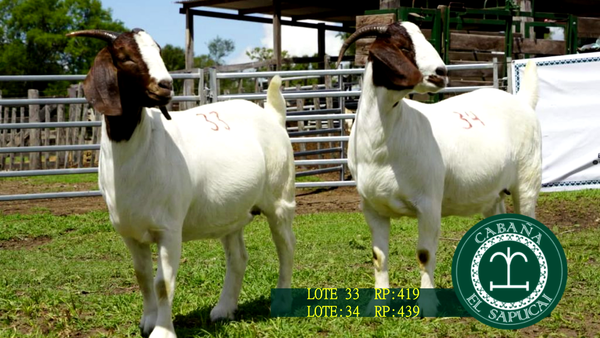 Lote RP 419 Y RP 439