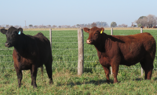 Lote Vaquillonas  Angus -  Don Pedro
