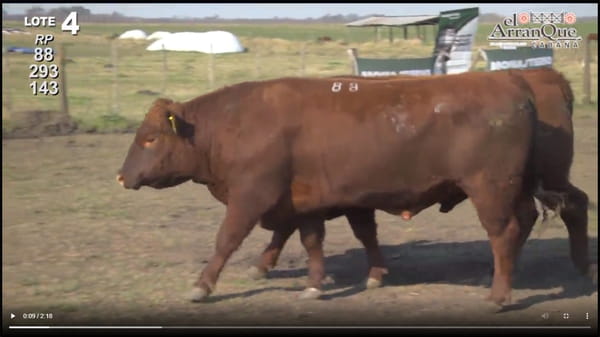 Lote 3 Toros Angus Colorados - Santa Anita, Entre Rios