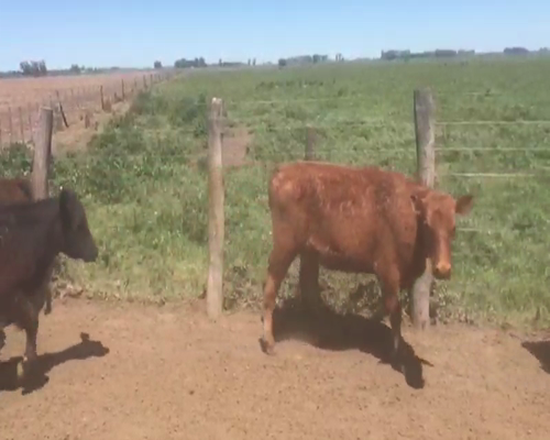 Lote 70 Terneras en Chascomús, Buenos Aires