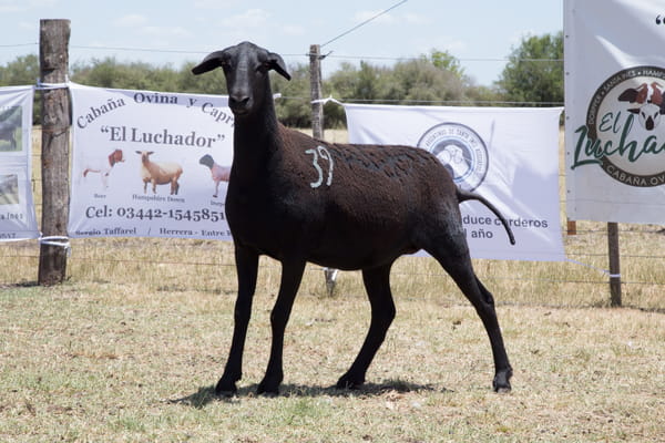 Lote OVINO STA. INES HEMBRA PPC