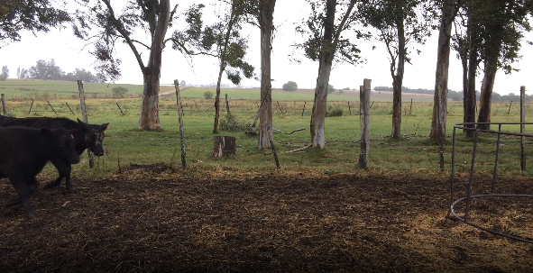 Lote 15 Terneros en Colonia