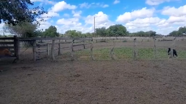 Lote 40 Vaquillonas preñadas en Villaguay, Entre Ríos