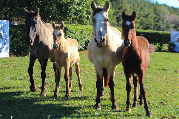 Lote CHAKE LA BOCHINCHERA