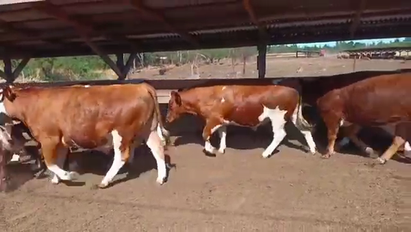 Lote 20 Novillo Gordo en Los Ángeles, VIII Región Biobío