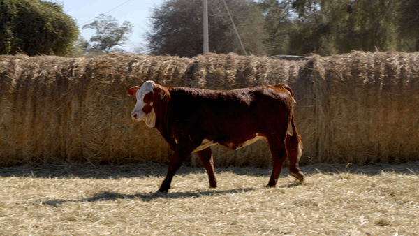Lote HEMBRAS Remate Nucleo Genbra
