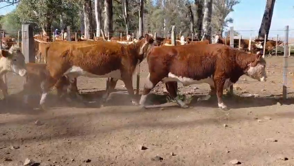 Lote PIEZAS DE CRIA