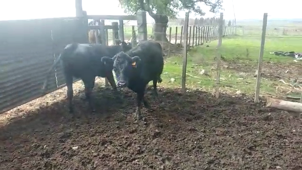 Lote Vaquillonas 2 AA