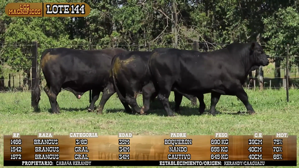 Lote LOTE 144
