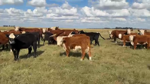 Lote 100 Terneras