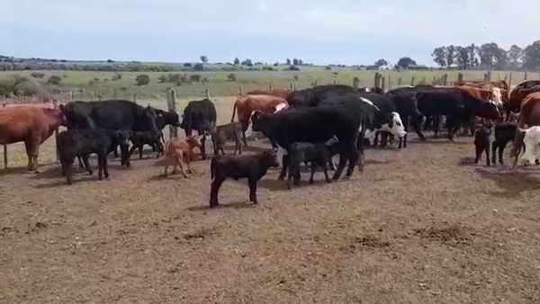 Lote (Vendido)60 Piezas de cría en LA SIERRA