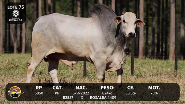 Lote LOTE 75