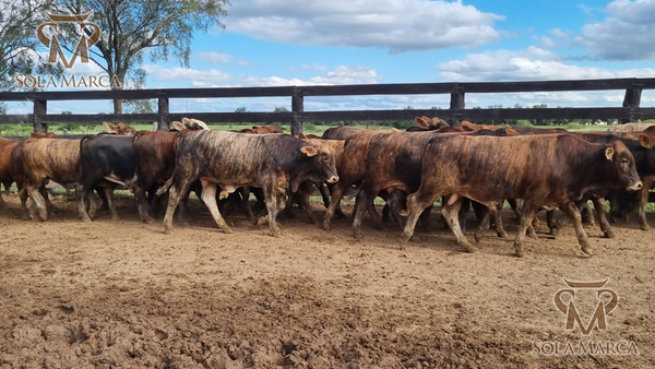 Lote Terneros Cbo 2