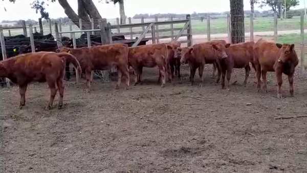 Lote TERNERAS