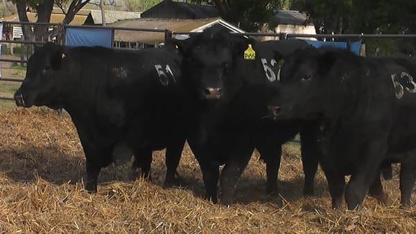 Lote TOROS ANGUS NEGROS PC
