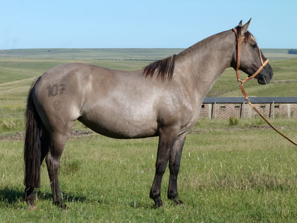 Lote Corajuda del Cerro Grande