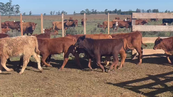 Lote 85 Terneros en Ituzaingó, Corrientes