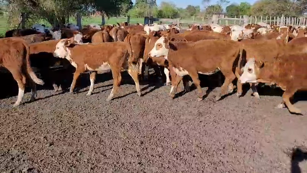 Lote 115 Terneras en Villaguay, Entre Ríos