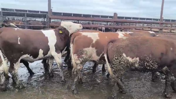 Lote 20 Vaquilla Gorda en Los Ángeles,  VIII Región Biobío