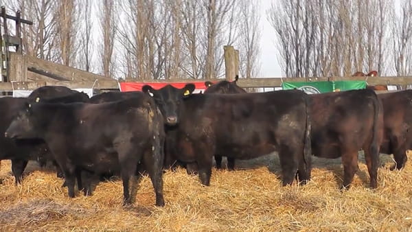Lote """SAN BAUTISTA DEL SUR"" VAQUILLONAS MADRES ANGUS SELECCIONADAS CON GARANTÍA DE PREÑEZ"