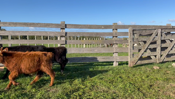 Lote TERNEROS Y TERNERAS