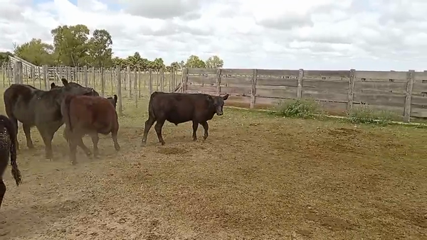 Lote 20 Terneros/as en Buenos Aires, Lezama