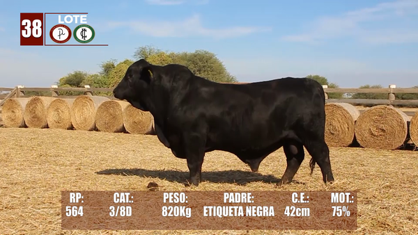Lote Lote 38