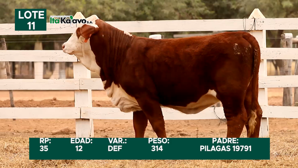 Lote LOTE 11